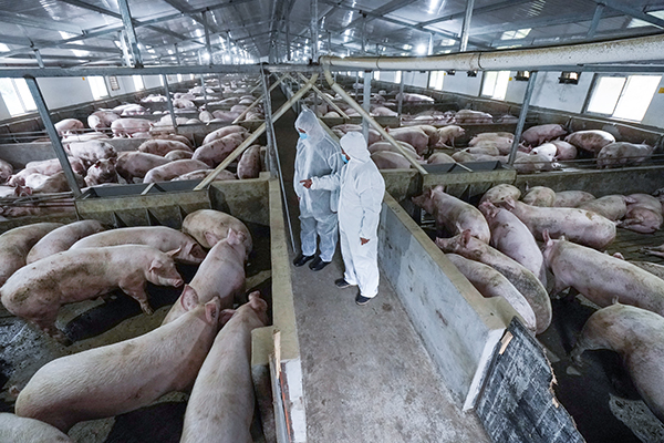 《扶贫线上最后一公里》谭永平  摄 2020年9月28日麟游陕汽控股投资建设的高庄村标准化千头养猪场首批生猪出栏。.JPG